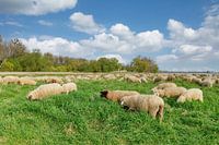 Idyll on the Lower Rhine