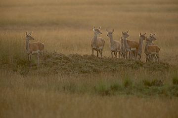 Red Deer ( Cervus elaphus ), group of hinds, on a little hill in wide open land, grass steppe, soft  van wunderbare Erde