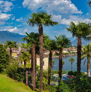 Blick auf Ascona und die Promenade durch die Palmen, Ascona, Tessin Ticino, Schweiz