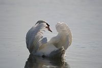 The Swan - 4