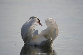 Der Schwan - 4 von René Beijer