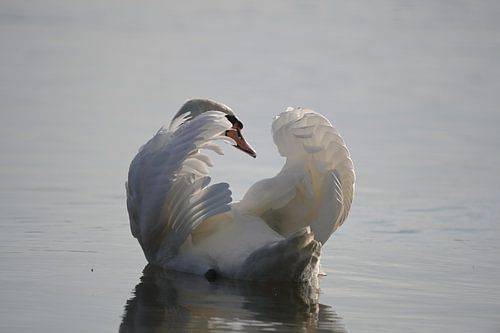 The Swan - 4