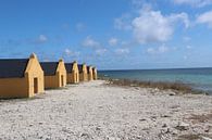 Red Slave Bonaire by Silvia Weenink thumbnail
