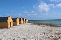 Red Slave Bonaire