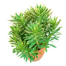 Wolfsmelkplant in een bloempot op een witte achtergrond
