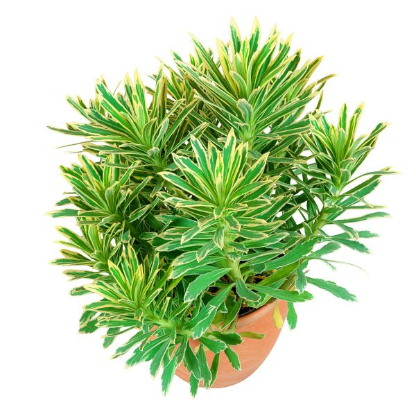Spurge plant in a flower pot on a white background by ManfredFotos