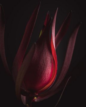 Red leaf flower dark & moody van Sandra Hazes