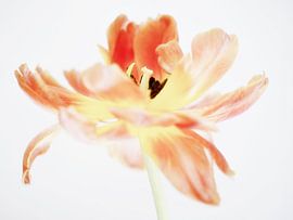 tulip by Jessica Berendsen