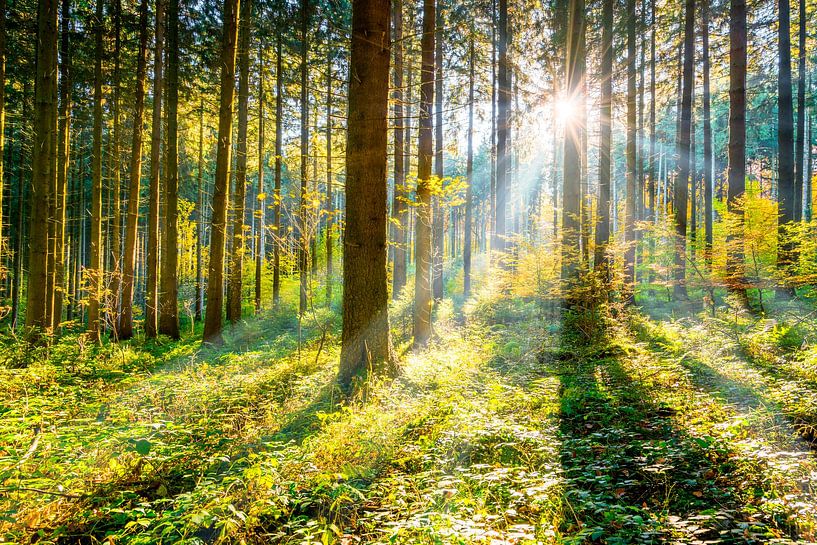 Forest with sunshine between the trees by JW Does