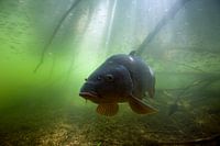 Carp in sunshine; Carp in sun beams