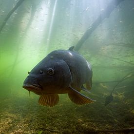 Karper in zonnestralen; Carp in sun beams  van Arthur de Bruin