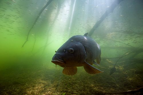 Karpfen bei Sonnenschein; Karpfen bei Sonneneinstrahlung