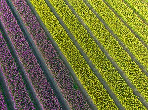Tulpen in Gelb und Violett im Frühling