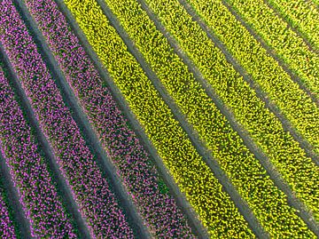 Gele en paarse tulpen in de lente van Sjoerd van der Wal Fotografie