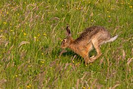 The Free Leap: A Hare Runs Through the Field by Swen van de Vlierd
