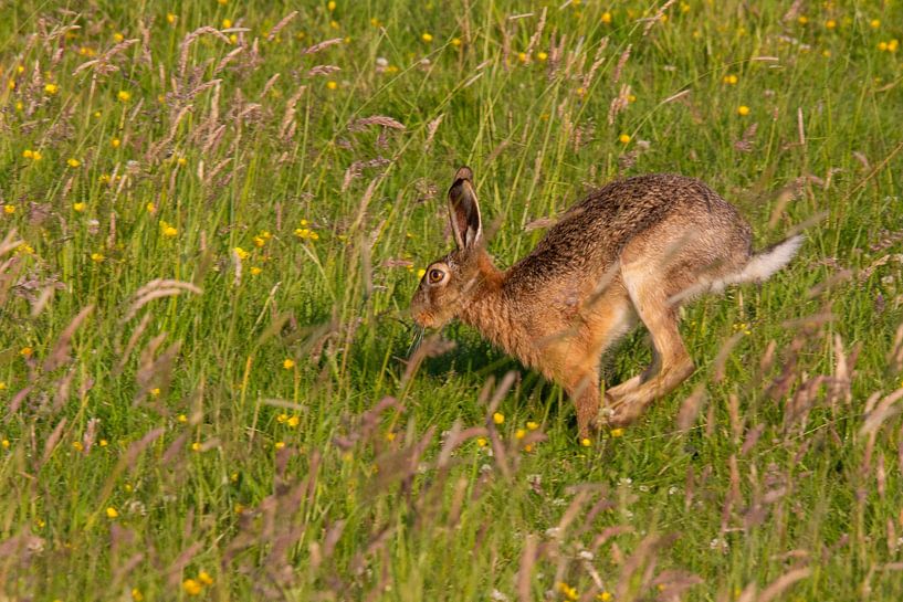 Der freie Sprung: Ein Hase rennt durchs Feld von Swen van de Vlierd