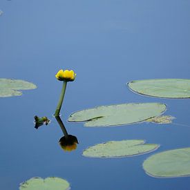 Gele bloem in een meertje van Dominic Corbeau