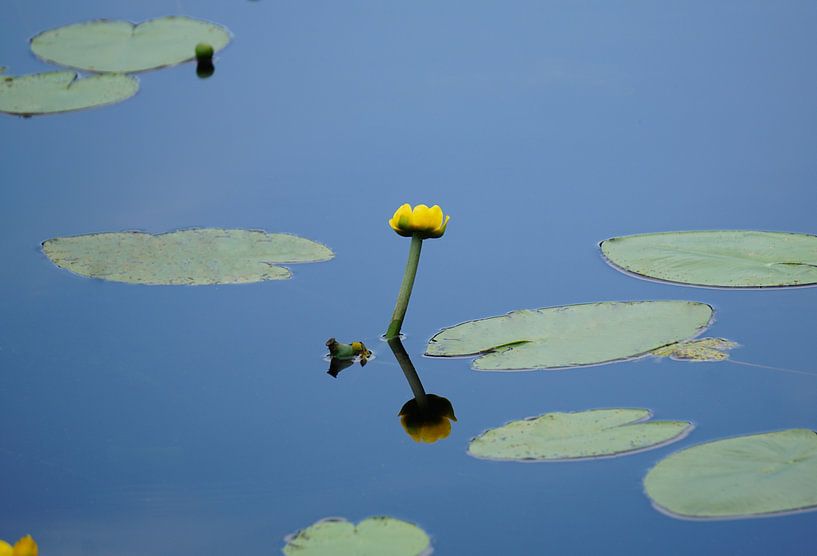 Gelbe Blume in einem See von Dominic Corbeau