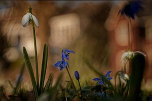 Perce-neige en fleur et jacinthe étoilé oriental sur KCleBlanc Photography