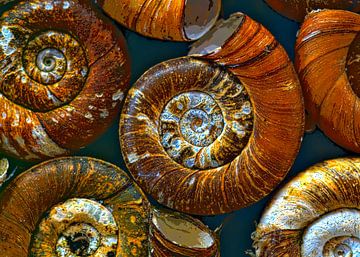 Shells of  snails sur Leopold Brix