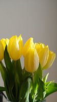 Tulpen im Licht vor grauem Hintergrund