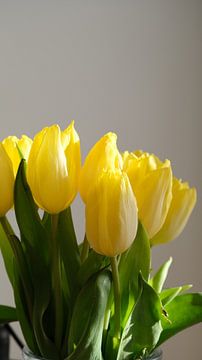 Tulpen in het licht tegen grijze achtergrond van Spijks PhotoGraphics