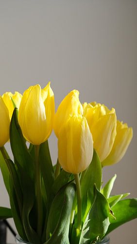 Tulpen in het licht tegen grijze achtergrond