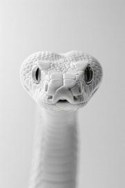 Snake by Poster Art Shop