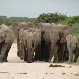 Olifanten Zuid-Afrika van Globe Trotter