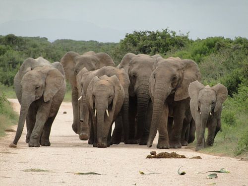 Olifanten Zuid-Afrika van Globe Trotter