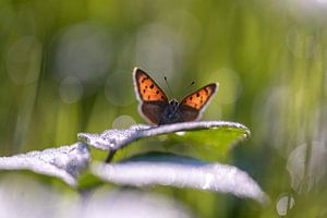 kleiner Feuerfalter, umgeben von Tautropfen