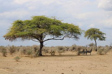 Landschap Tanzania Afrikaanse zebra's van Ramon Beekelaar