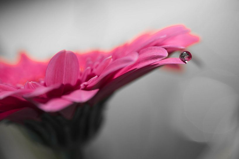 Roze gerbera met druppel van Kristel van de Laar