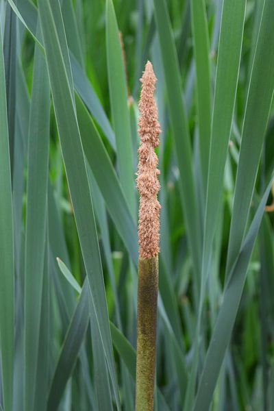 Grass palm on the water's edge by Nicolette Vermeulen