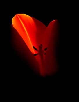 „Ember Tulip IX“