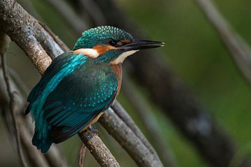 IJsvogel ( Alcedo atthis ), jonge vogel in zijn natuurlijke omgeving, wilde dieren, Europa.