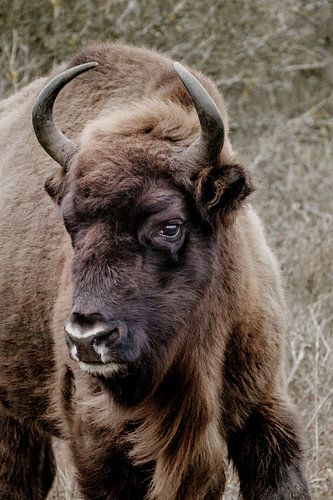 Europese bizon, wisent