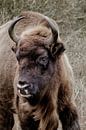 Europese bizon, wisent van Melissa Peltenburg thumbnail
