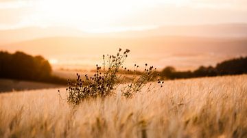 Grain field by Andre Michaelis