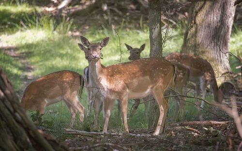 Een groep herten in Dyrehaven, ten noorden van Kopenhagen, Denemarken