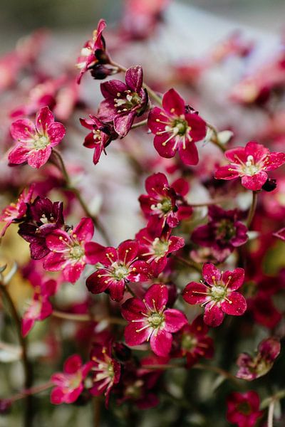 Dark red spring flower by Carla van Dulmen