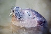 Seal - Enjoy!