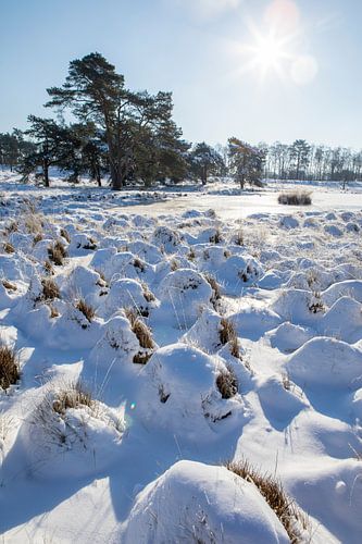 wondere wereld van sneeuw en ijs van Karin Hendriks Fotografie