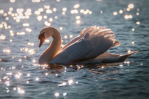 Cygne blanc au coucher du soleil