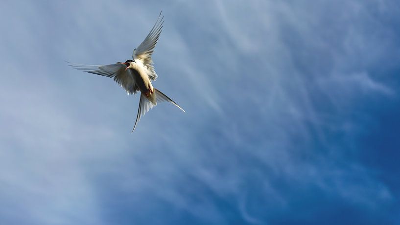 Nordic star in the attack by Sam Mannaerts