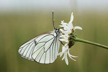 Groot geaderd witje