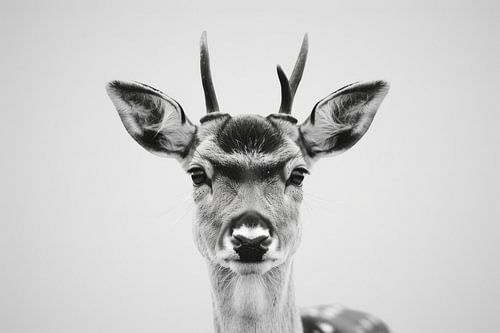 Herten portret