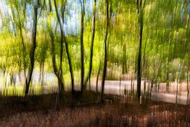 Lichtval op de Veluwe van Patty Elferink