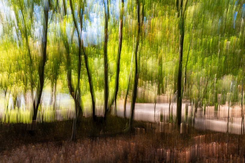 La lumière tombe sur la Veluwe par Patty Elferink