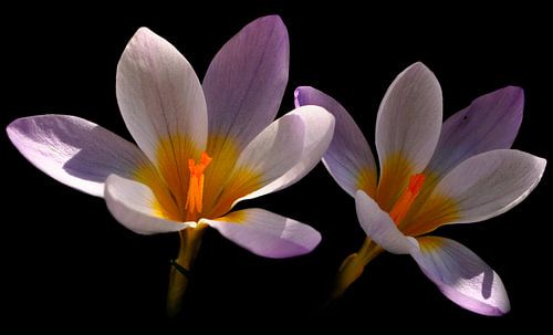 2 crocuses
